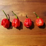 7 Pot Dragons Breath Moruga Red Seeds